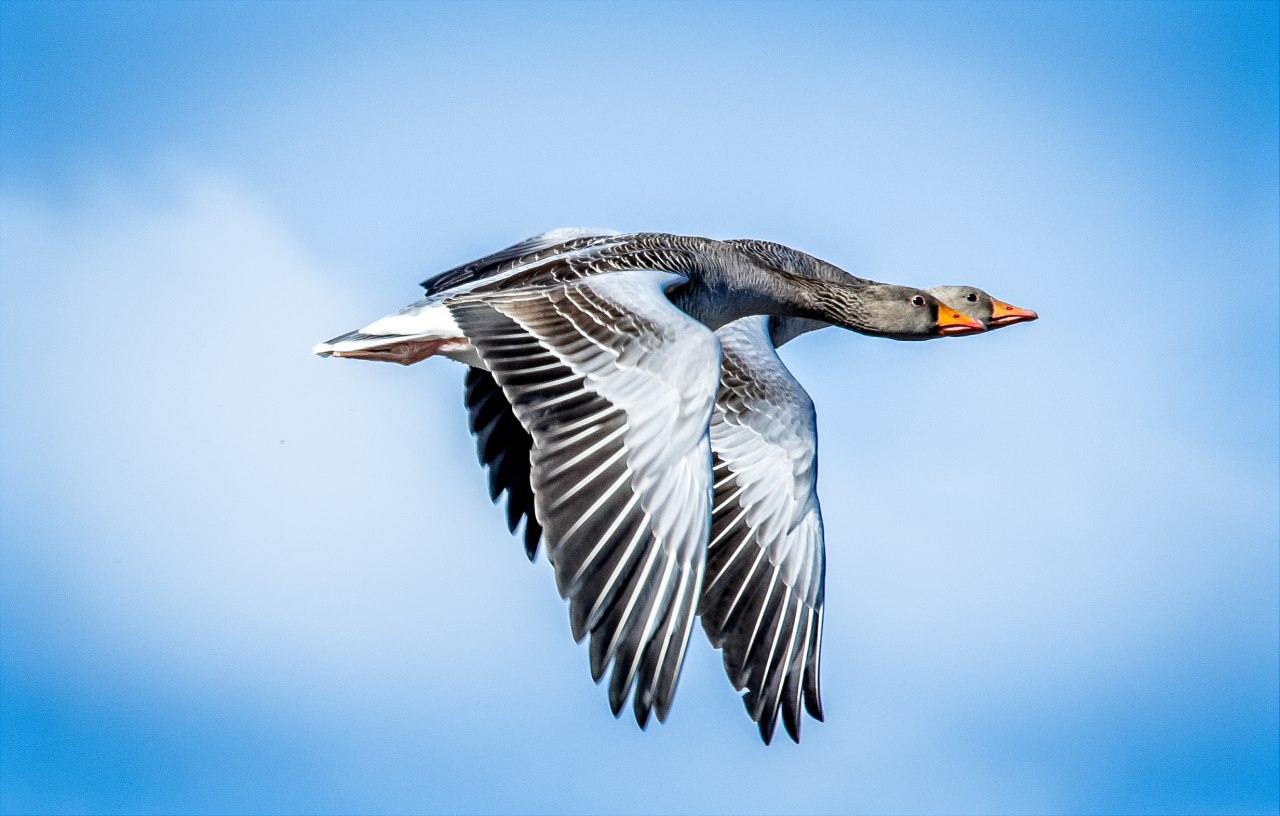 Tekin við tjörnina í Úlfarsá við Korputorg. 7d mii, Sigma 70-200 2.8