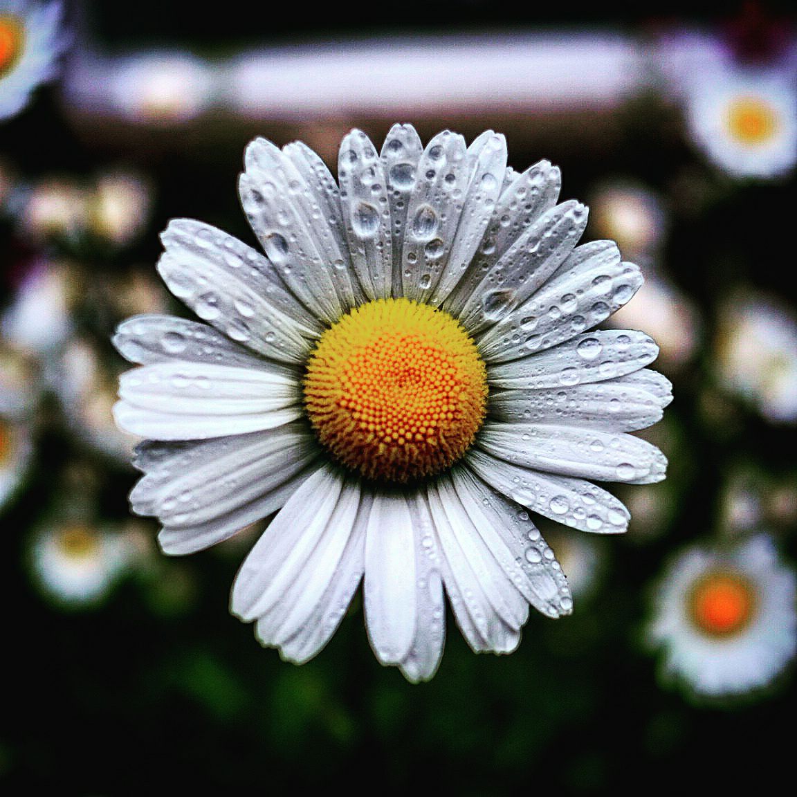 Blom.jpg
